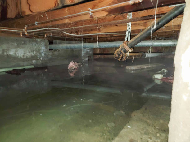 Best Flood restoration services  in Belton, MO